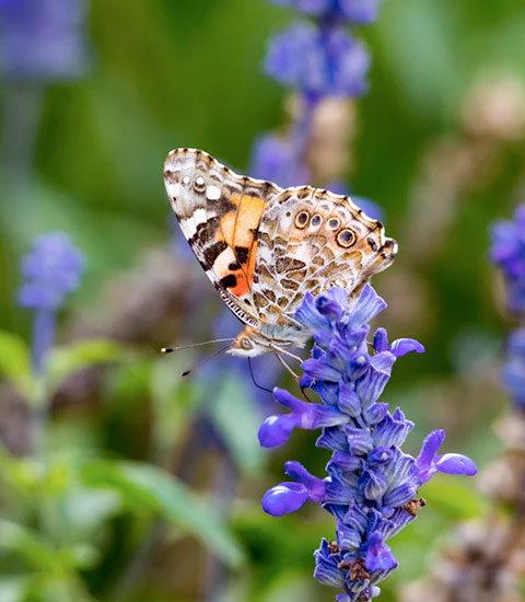 Butterfly on purple flower