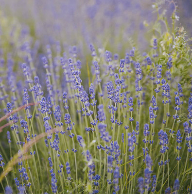 Field of Lavender