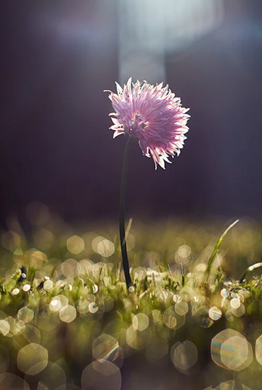 Light shinning on a purple flower