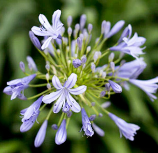 purple flower head