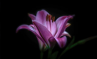 Purple flower on dark background