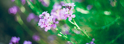 Purple flowers with green blured background