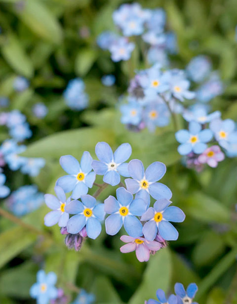 flowering plant with blue purple flowers