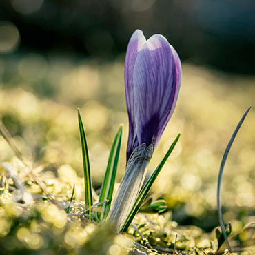 purple flower starting to bloom