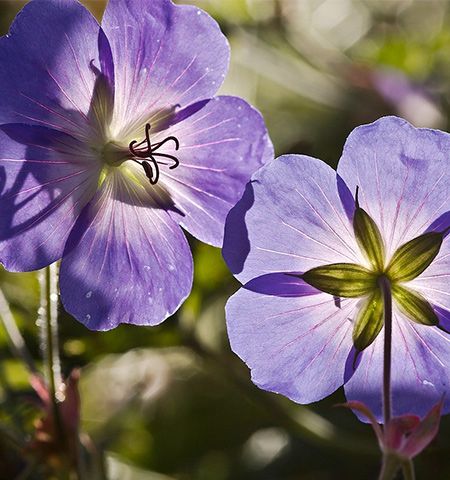 Cranesbill