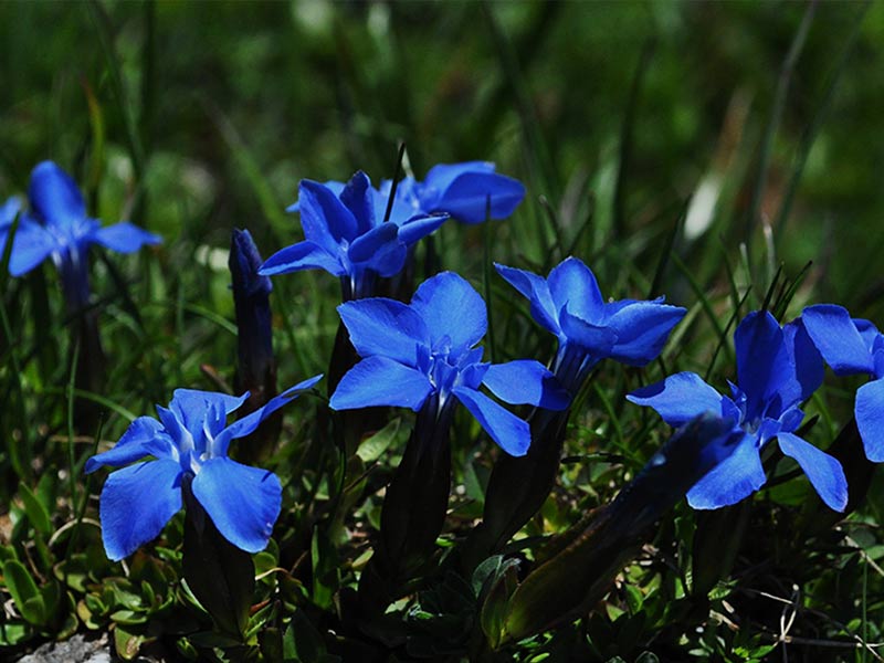 Spring Gentians