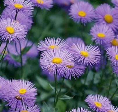 Purple flowers