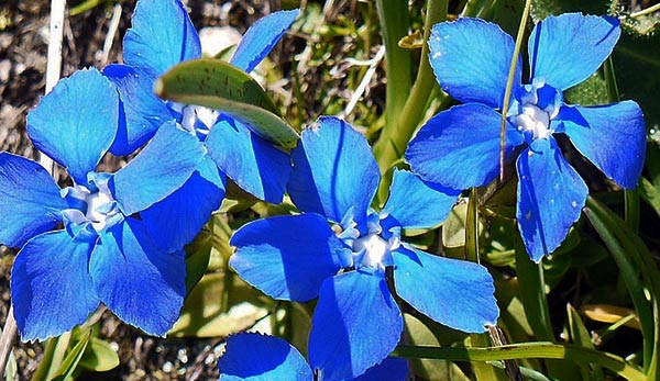 Spring Gentians